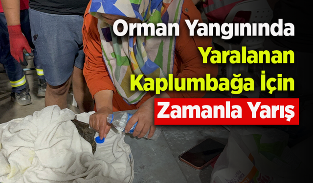 Orman Yangınında Yaralanan Kaplumbağa İÇin Zamanla Yarış