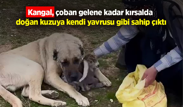 Kangal, çoban gelene kadar kırsalda doğan kuzuya kendi yavrusu gibi sahip çıktı