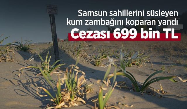 Samsun sahillerini süsleyen kum zambağını koparan yandı: Cezası 699 bin TL