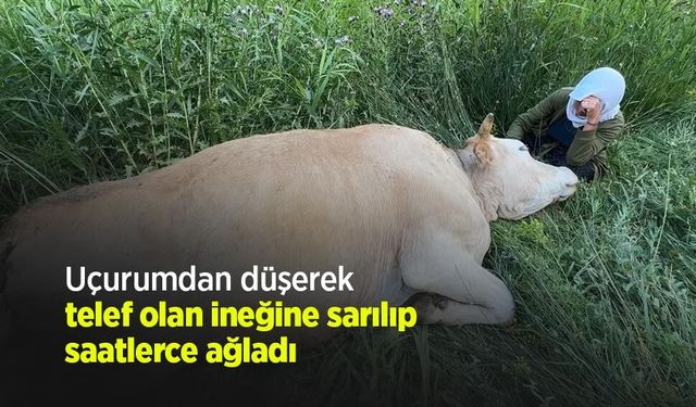 Uçurumdan düşerek telef olan ineğine sarılıp saatlerce ağladı