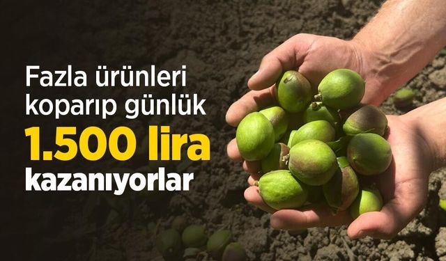 Fazla ürünleri koparıp günlük 1.500 lira kazanıyorlar