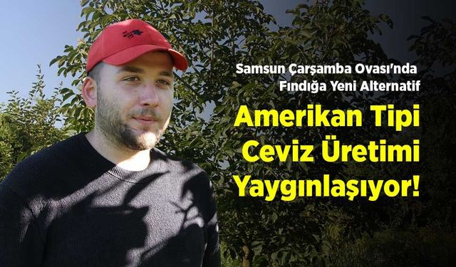 Samsun Çarşamba Ovası'nda Fındığa Yeni Alternatif: Amerikan Tipi Ceviz Üretimi Yaygınlaşıyor!