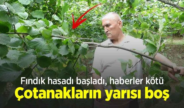 Fındık hasadı başladı, haberler kötü: Çotanakların yarısı boş