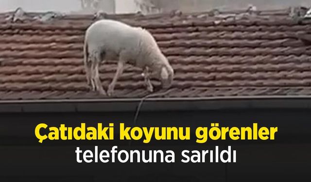 Çatıdaki koyunu görenler telefonuna sarıldı