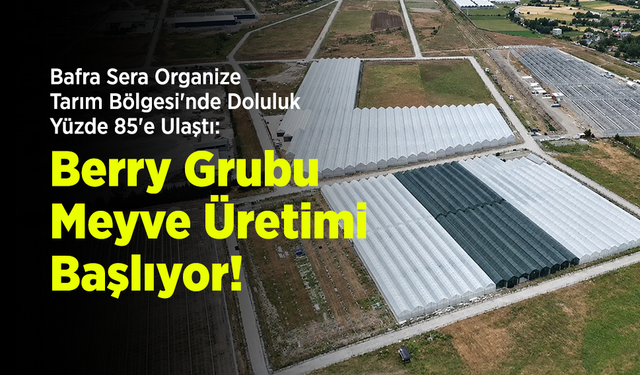 Bafra Sera Organize Tarım Bölgesi'nde Doluluk Yüzde 85'e Ulaştı: Berry Grubu Meyve Üretimi Başlıyor!