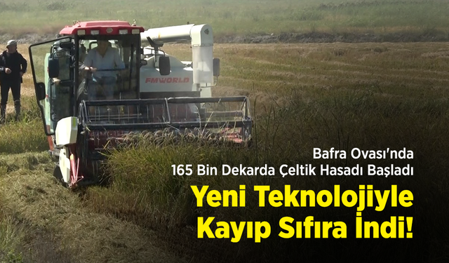 Bafra Ovası'nda 165 Bin Dekarda Çeltik Hasadı Başladı: Yeni Teknolojiyle Kayıp Sıfıra İndi!