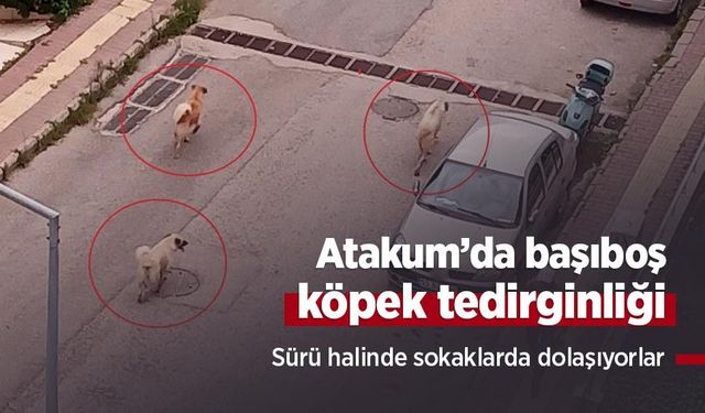 Atakum’da başıboş köpek tedirginliği: Sürü halinde sokaklarda dolaşıyorlar