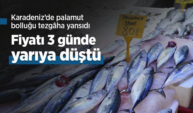 Karadeniz’de palamut bolluğu tezgâha yansıdı: Fiyatı 3 günde yarıya düştü