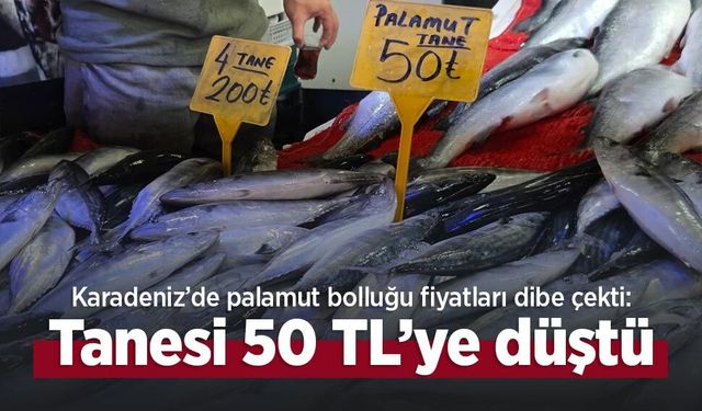 Karadeniz’de palamut bolluğu fiyatları dibe çekti: Tanesi 50 TL’ye düştü