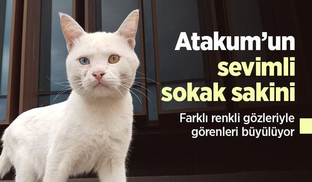 Atakum’un sevimli sokak sakini: Farklı renkli gözleriyle görenleri büyülüyor
