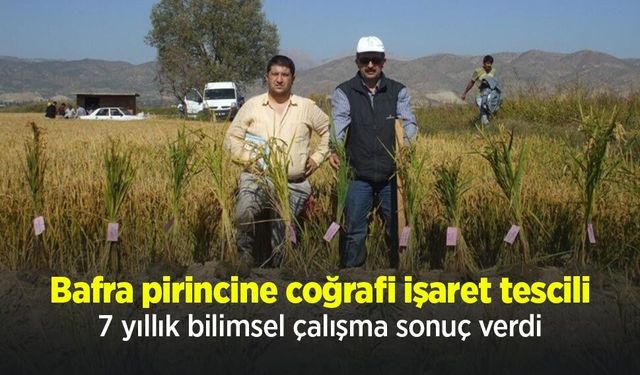 Bafra pirincine coğrafi işaret tescili: 7 yıllık bilimsel çalışma sonuç verdi
