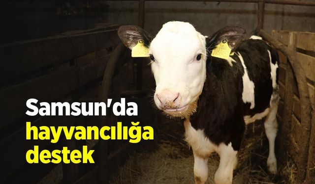 Samsun'da hayvancılığa destek