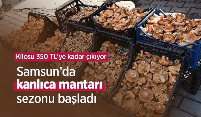 Samsun’da kanlıca mantarı sezonu başladı: Kilosu 350 TL’ye kadar çıkıyor