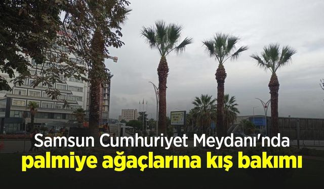 Samsun Cumhuriyet Meydanı'nda palmiye ağaçlarına kış bakımı