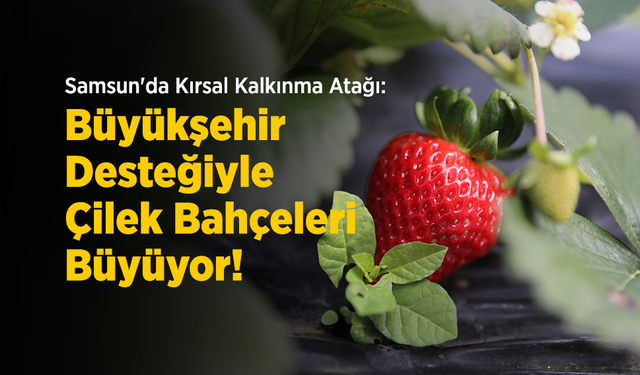 Samsun'da Kırsal Kalkınma Atağı: Büyükşehir Desteğiyle Çilek Bahçeleri Büyüyor!