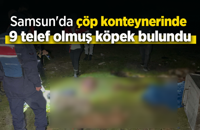 Samsun'da çöp konteynerinde 9 telef olmuş köpek bulundu.