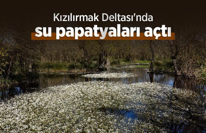 Kızılırmak Deltası'nda su papatyaları açtı