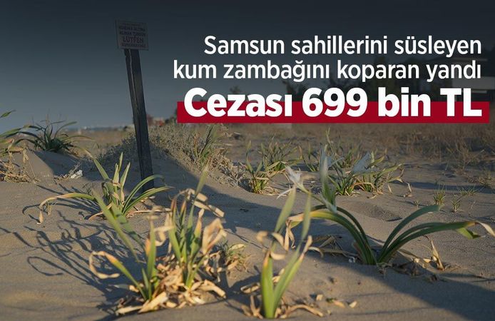 Samsun sahillerini süsleyen kum zambağını koparan yandı: Cezası 699 bin TL