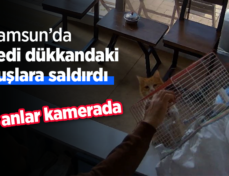 Samsun'da kedi dükkandaki kuşlara saldırdı