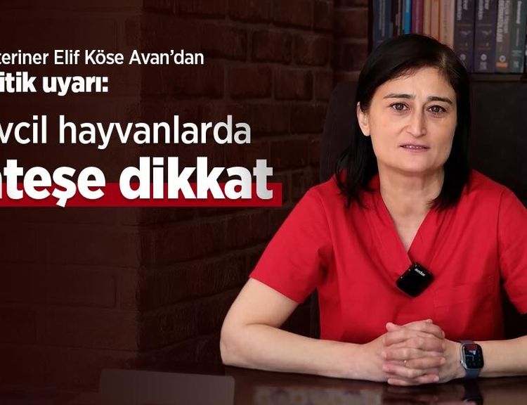 Veteriner Elif Köse Avan’dan kritik uyarı: Evcil hayvanlarda ateşe dikkat