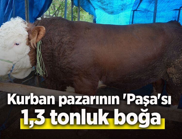 Kurban pazarının 'Paşa'sı 1,3 tonluk boğa
