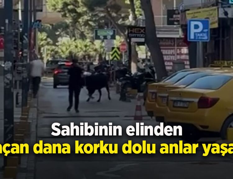 Sahibinin elinden kaçan dana korku dolu anlar yaşattı