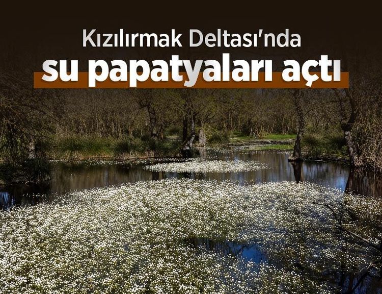 Kızılırmak Deltası'nda su papatyaları açtı
