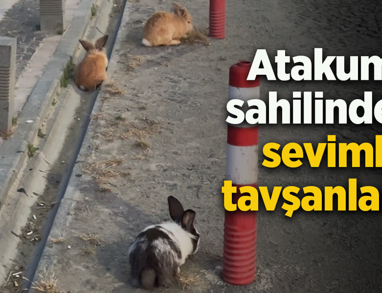 Atakum sahilinde sevimli tavşanlar