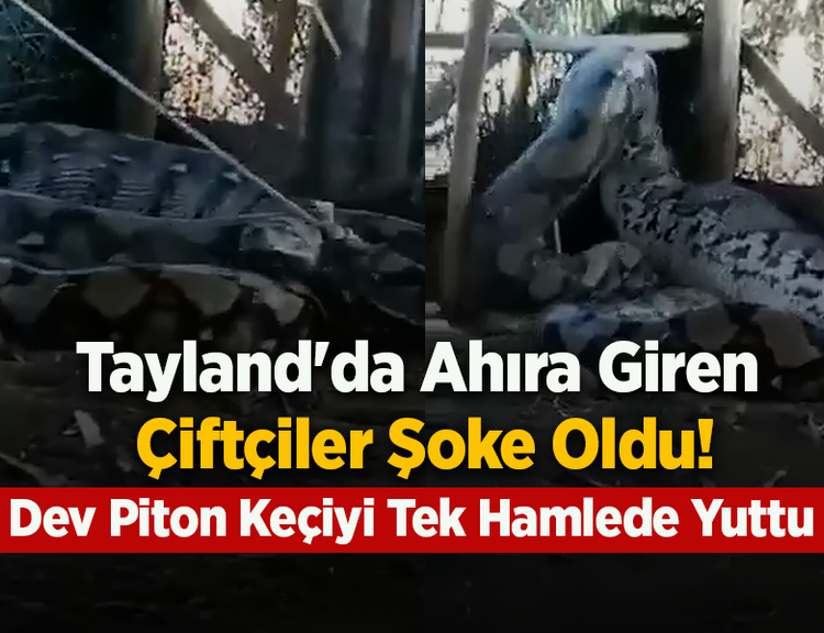 Tayland'da Ahıra Giren Çiftçiler Şoke Oldu! Dev Piton Keçiyi Tek Hamlede Yuttu