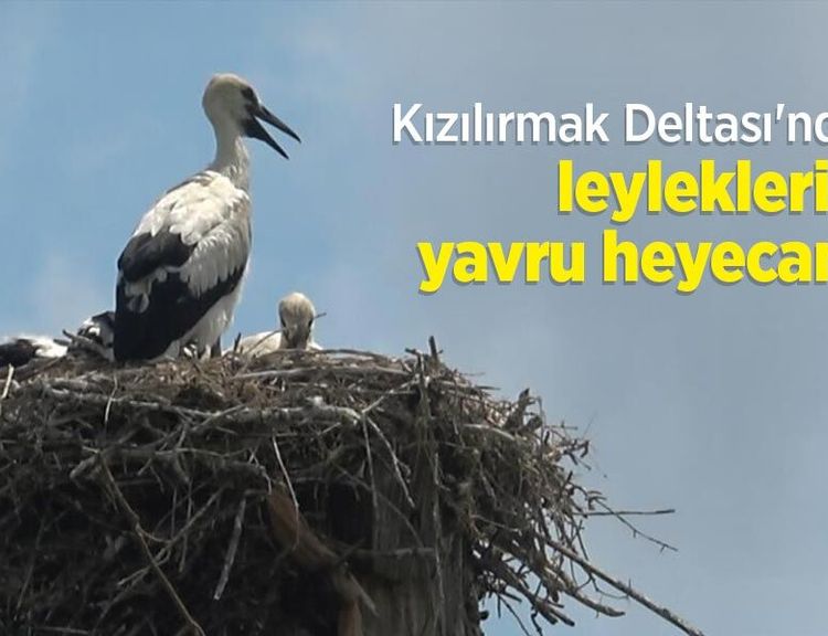 Kızılırmak Deltası'nda leyleklerin yavru heyecanı