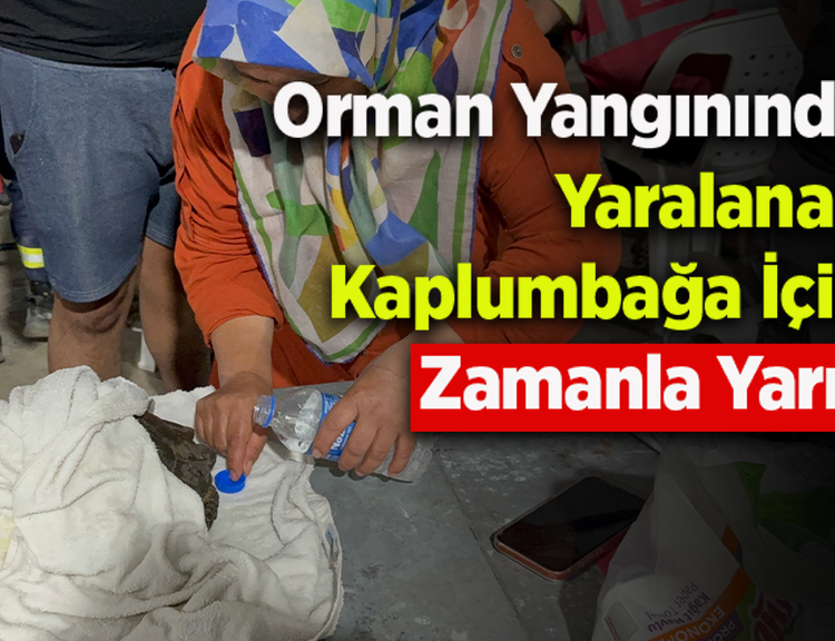 Orman Yangınında Yaralanan Kaplumbağa İÇin Zamanla Yarış