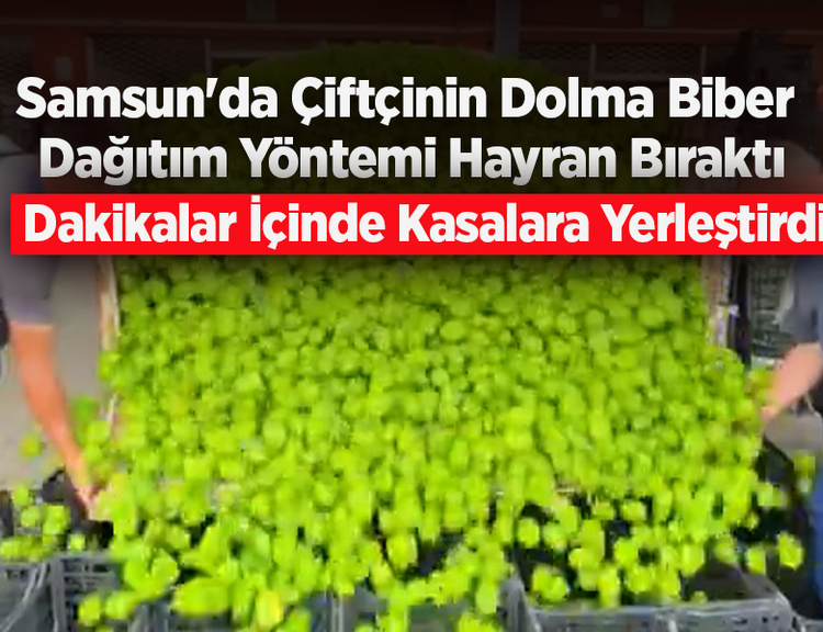 Samsun'da Çiftçinin Dolma Biber Dağıtım Yöntemi Hayran Bıraktı