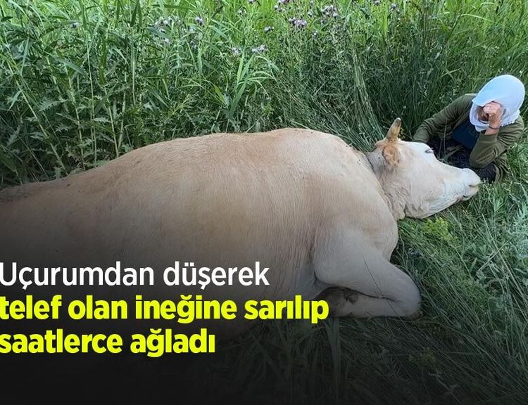Uçurumdan düşerek telef olan ineğine sarılıp saatlerce ağladı
