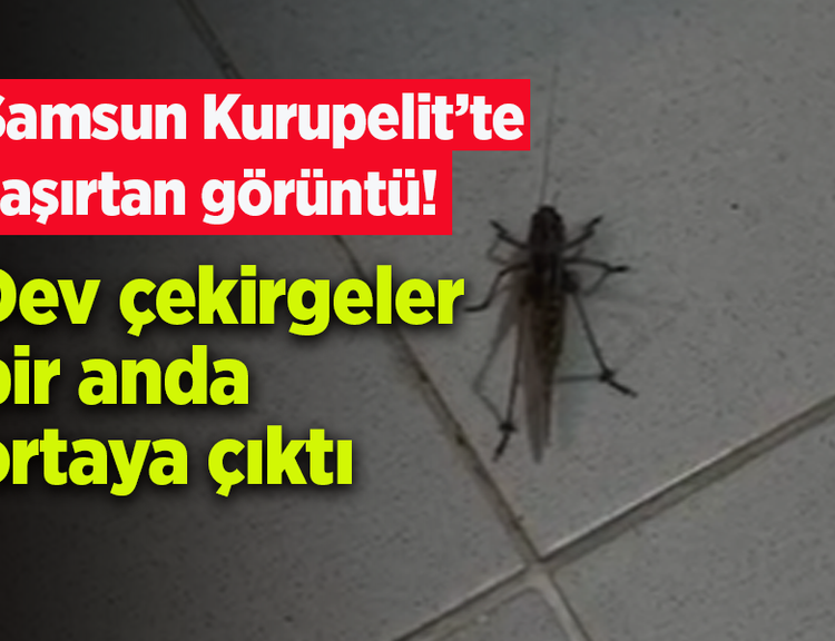 Samsun Kurupelit’te şaşırtan görüntü! Dev çekirgeler bir anda ortaya çıktı