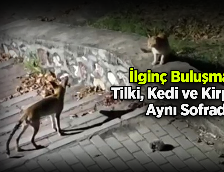 İlginç Buluşma: Tilki, Kedi ve Kirpi Aynı Sofrada