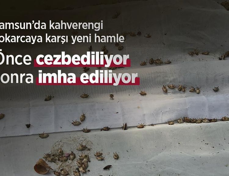 Samsun’da kahverengi kokarcaya karşı yeni hamle: Önce cezbediliyor, sonra imha ediliyor