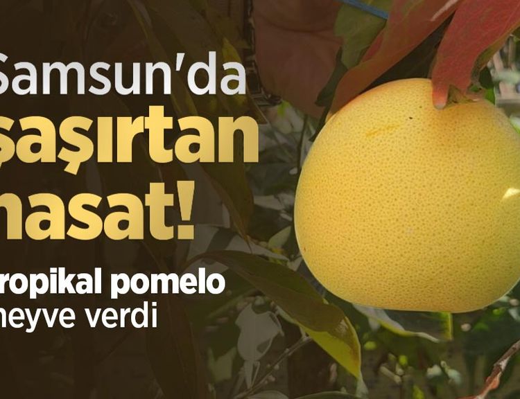 Samsun'da şaşırtan hasat! Tropikal pomelo meyve verdi
