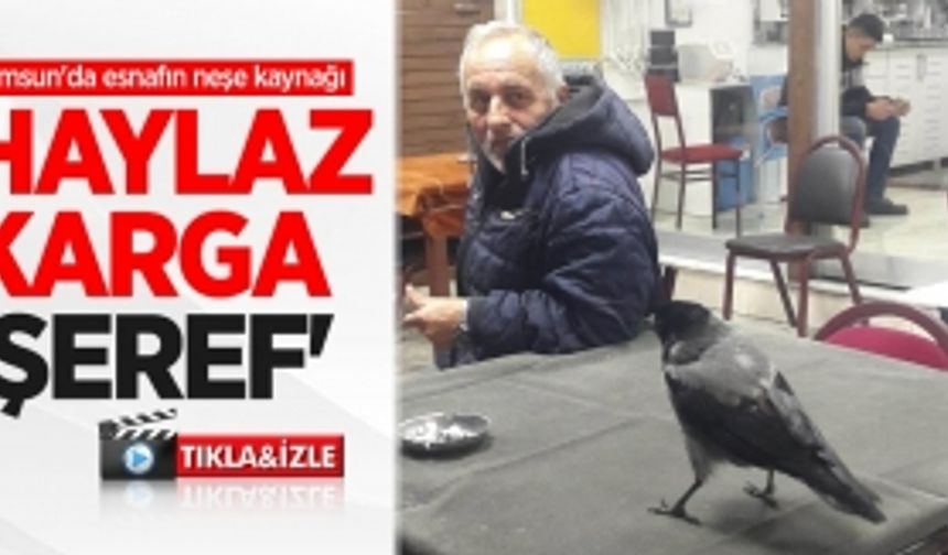 Samsun'da esnafın neşe kaynağı: Haylaz karga 'Şeref'