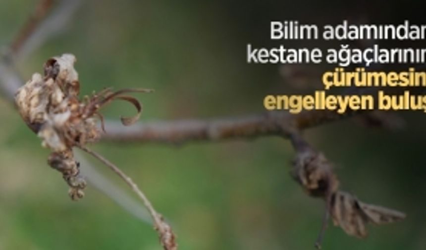 Bilim adamından kestane ağaçlarının çürümesini engelleyen buluş