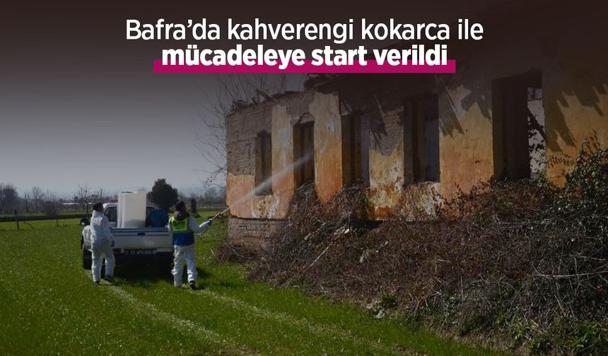 Bafra’da kahverengi kokarca ile mücadeleye start verildi