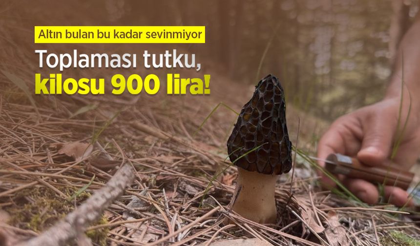 Toplaması tutku, kilosu 900 lira! Altın bulan bu kadar sevinmiyor