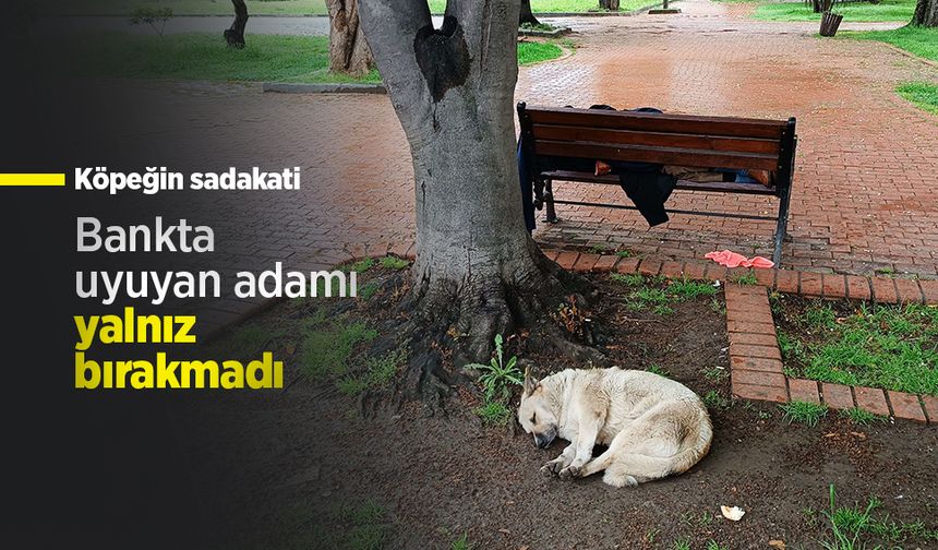 Köpeğin sadakati: Bankta uyuyan adamı yalnız bırakmadı
