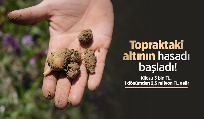 Topraktaki altının hasadı başladı! Kilosu 3 bin TL, 1 dönümden 2,5 milyon TL gelir
