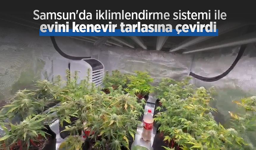 Samsun'da iklimlendirme sistemi ile evini kenevir tarlasına çevirdi