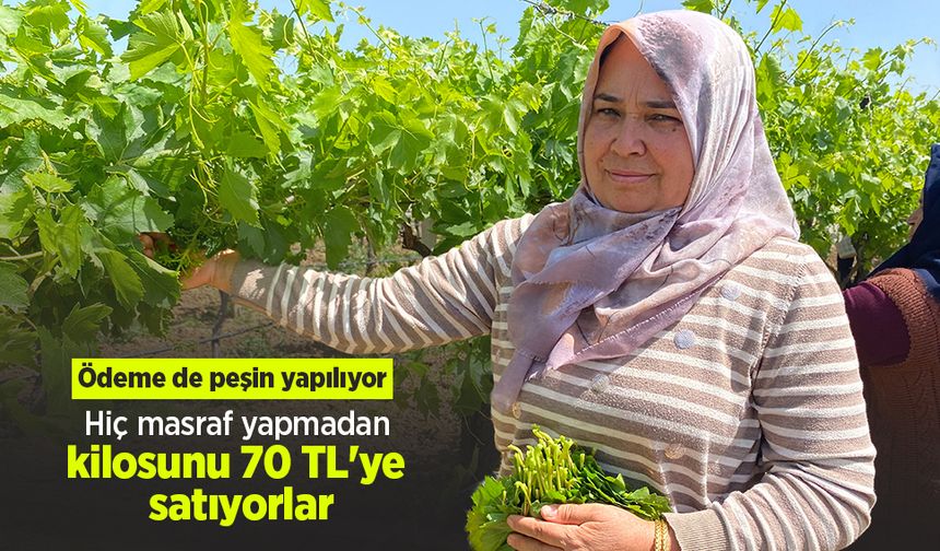 Hiç masraf yapmadan kilosunu 70 TL'ye satıyorlar! Ödeme de peşin yapılıyor