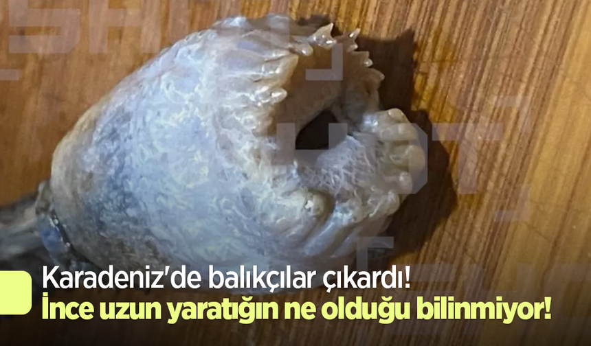 Karadeniz'de balıkçılar çıkardı! İnce uzun yaratığın ne olduğu bilinmiyor!