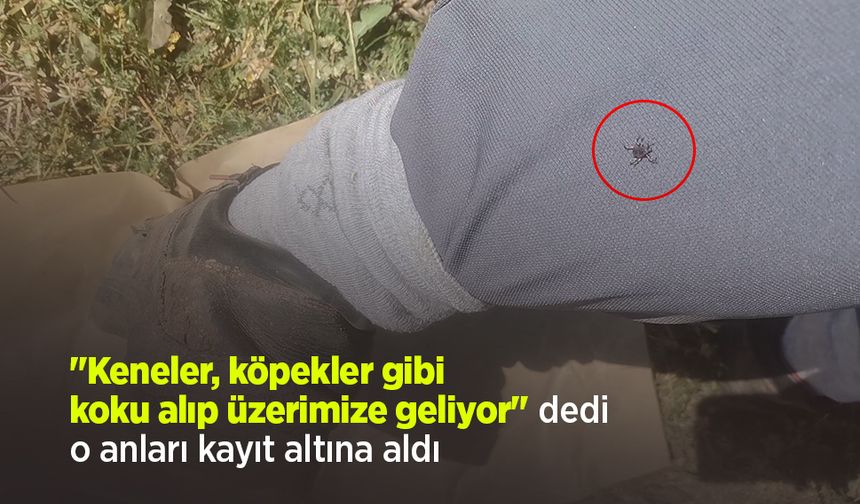 "Keneler, köpekler gibi koku alıp üzerimize geliyor" dedi, o anları kayıt altına aldı