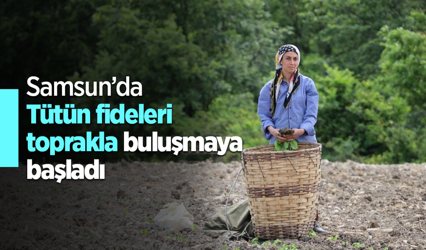 Samsun’da Tütün fideleri toprakla buluşmaya başladı