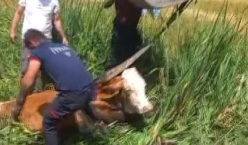 Bataklığa saplanan iki büyükbaş hayvanı itfaiye kurtardı