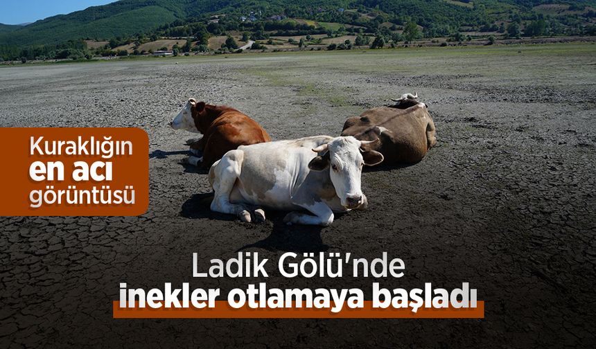 Kuraklığın en acı görüntüsü: Ladik Gölü'nde inekler otlamaya başladı